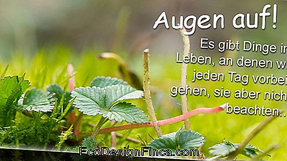 Die Schönheit Des Kirschbaums Und Seiner Blumen Die Schönheit Des Kirschbaums Und Seiner Blumen