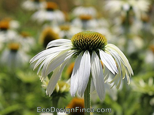 Echinacea, Die Schöne Blume Des Schmetterlings Echinacea, Die Schöne Blume Des Schmetterlings