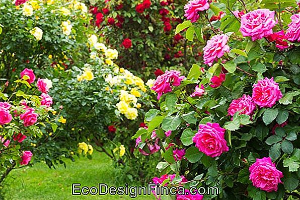 Garten Der Ideen # 16: Als Pitangas Garten Der Ideen # 16: Als Pitangas