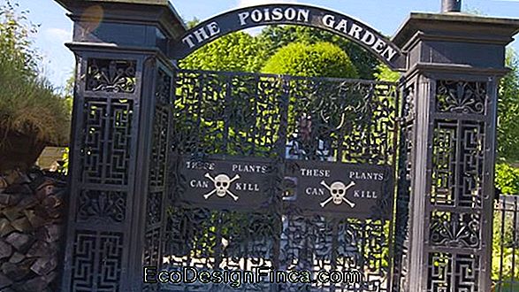 Poison Garden: Der Gefährlichste Garten Der Welt! Poison Garden: Der Gefährlichste Garten Der Welt!