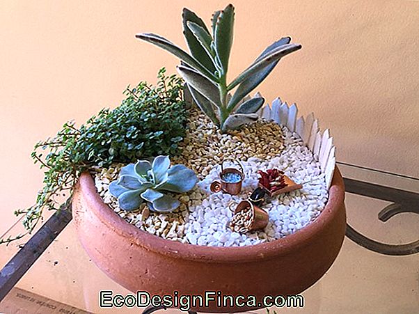 Minijardim Con Vaso Quebrado Minijardim Con Vaso Quebrado