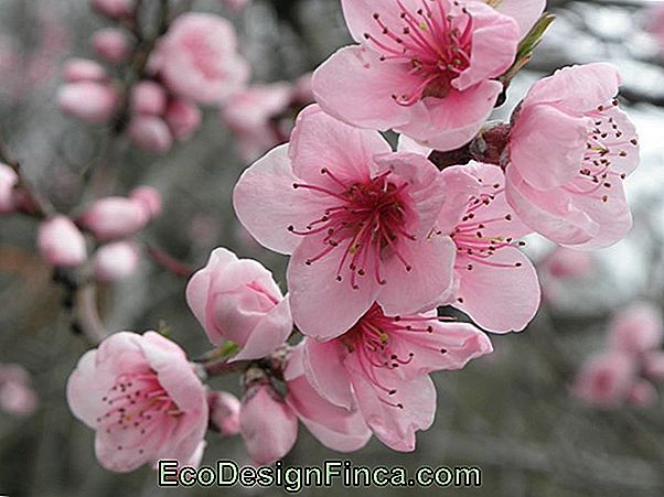 La Beauté Du Cerisier Et De Ses Fleurs La Beauté Du Cerisier Et De Ses Fleurs