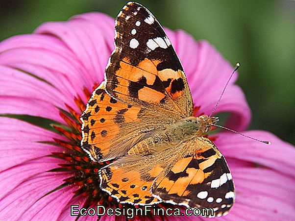 Echinacea, La Belle Fleur De Papillon Echinacea, La Belle Fleur De Papillon