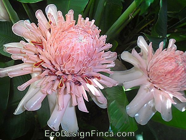 Les Fleurs Les Plus Extraordinaires Du Monde Les Fleurs Les Plus Extraordinaires Du Monde
