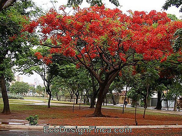 Jardin D'Idées # 5: Amoreira De Cambio Jardin D'Idées # 5: Amoreira De Cambio