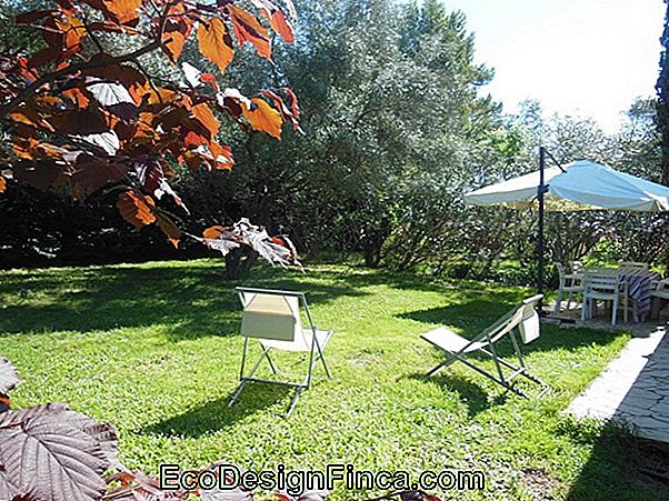 Jardin D'Idées # 6: Bébés Mûriers Jardin D'Idées # 6: Bébés Mûriers