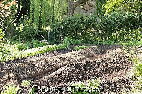 Garden Of Ideas # 11: Boue, Paille Et Sueur Garden Of Ideas # 11: Boue, Paille Et Sueur