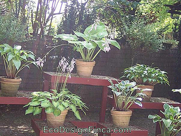 Érica, Une Fleur D'Origine Brésilienne! Érica, Une Fleur D'Origine Brésilienne!