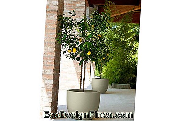 Comment Planter Des Arbres Fruitiers Dans Des Vases Comment Planter Des Arbres Fruitiers Dans Des Vases
