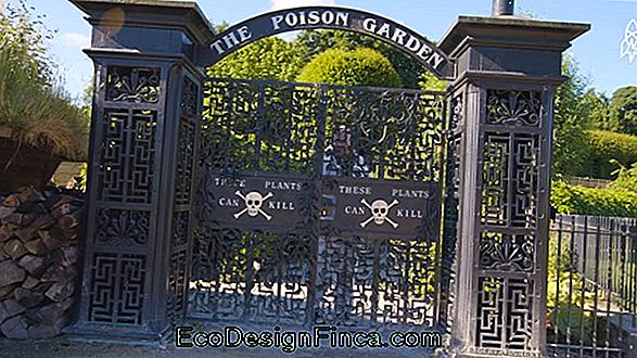 Poison Garden: Le Jardin Le Plus Dangereux Du Monde! Poison Garden: Le Jardin Le Plus Dangereux Du Monde!