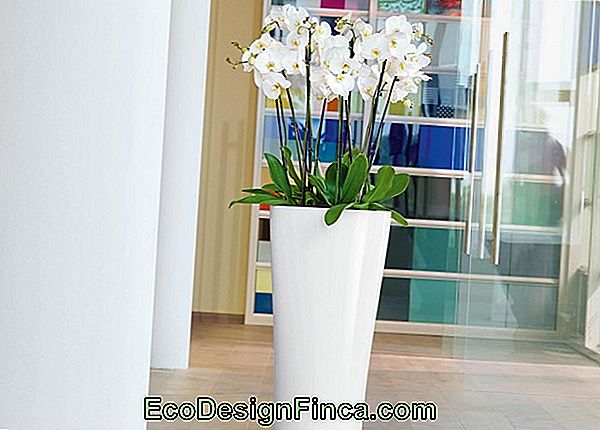 Conseils Pour Prendre Soin De Votre Orchidée De Bambou Conseils Pour Prendre Soin De Votre Orchidée De Bambou