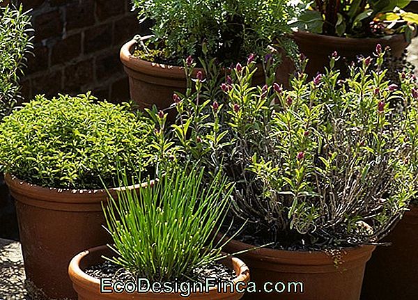 Épices À Saler: Comment Planter À La Maison Épices À Saler: Comment Planter À La Maison