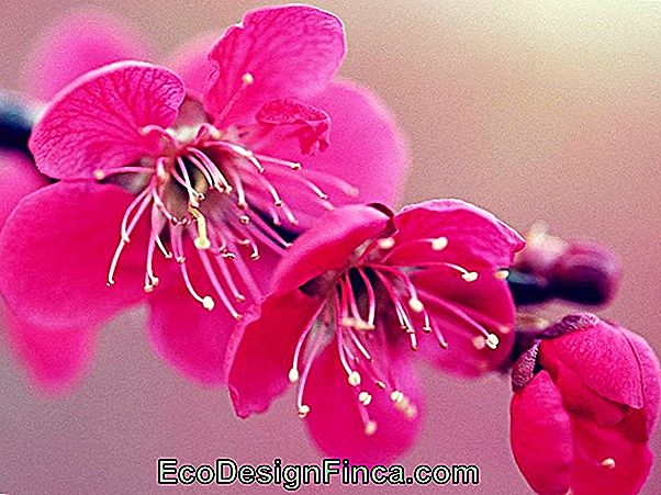 La Bellezza Del Ciliegio E Dei Suoi Fiori La Bellezza Del Ciliegio E Dei Suoi Fiori