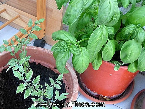 È Meglio Piantare L'Erba Invece Dei Fiori Nei Giorni Di Pioggia? È Meglio Piantare L'Erba Invece Dei Fiori Nei Giorni Di Pioggia?