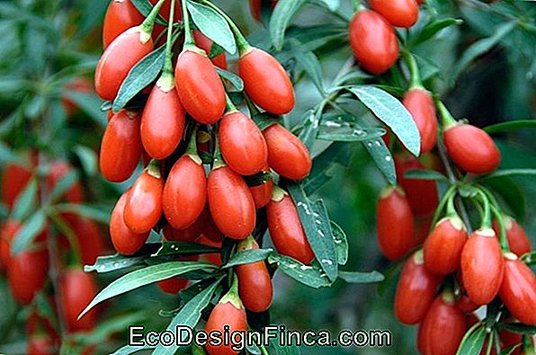È Possibile Coltivare Bacche Rosse? È Possibile Coltivare Bacche Rosse?