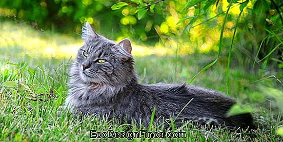 Specie Che Sostengono Il Caldo Sole Estivo Specie Che Sostengono Il Caldo Sole Estivo
