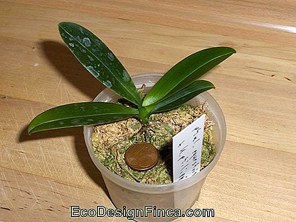 Come Salvare L'Orchidea Phalaenopsis Con Funghi Come Salvare L'Orchidea Phalaenopsis Con Funghi