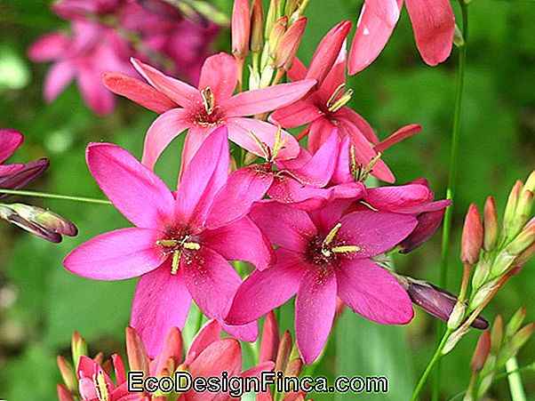 „Flower Ixia“, Ši Gėlė Daro Gražią Aplinką! „Flower Ixia“, Ši Gėlė Daro Gražią Aplinką!