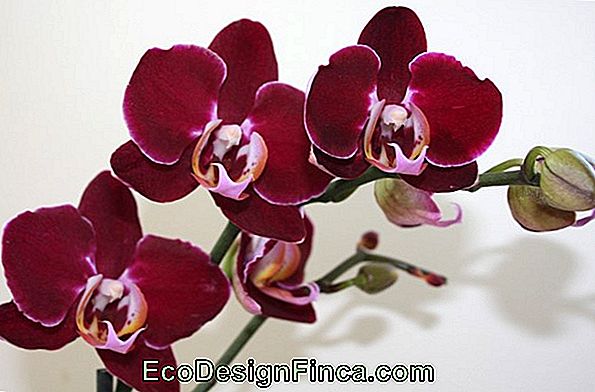Orchidėjos: Patenkinkite Retiausias Rūšis Pasaulyje! Orchidėjos: Patenkinkite Retiausias Rūšis Pasaulyje!