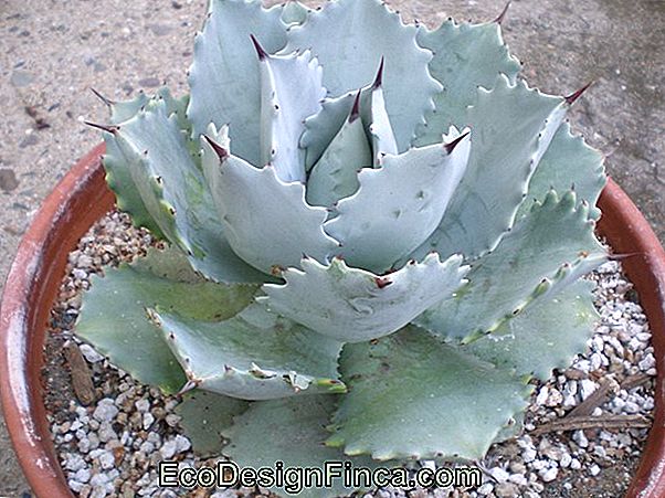 Agave Dragon Deteriorat Agave Dragon Deteriorat