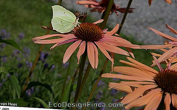 Echinacea, De Prachtige Bloem-Van-Vlinder Echinacea, De Prachtige Bloem-Van-Vlinder