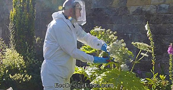 Poison Garden: De Gevaarlijkste Tuin Ter Wereld! Poison Garden: De Gevaarlijkste Tuin Ter Wereld!