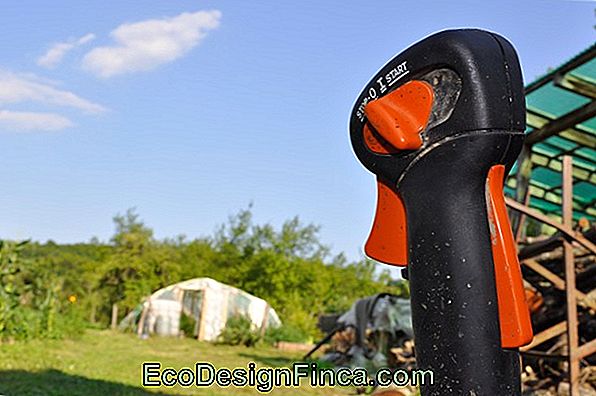 Este Timpul Să Faceți Garden Cu Stihl Și Carol Costa Este Timpul Să Faceți Garden Cu Stihl Și Carol Costa