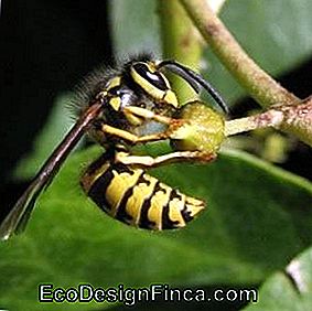 Jardin en équilibre, comment planifier votre jardin! - planifier Abeille Balance Garden