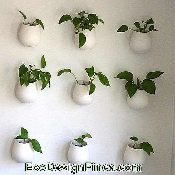 Hoe zorg je voor planten? Hoe zorg je voor planten?