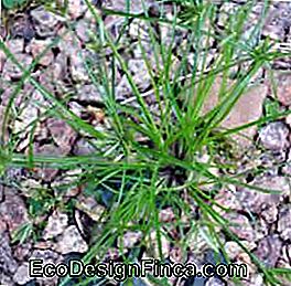 Mauvaise herbe Mauvaise herbe