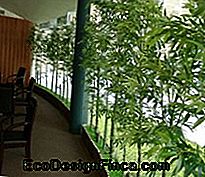 balkon z rośliną