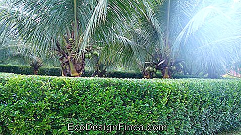 ogród z palmami kokosowymi