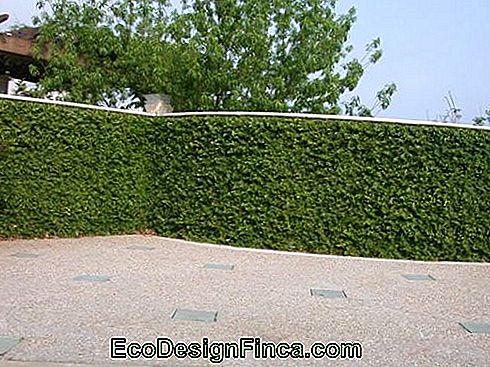 ściana figowa