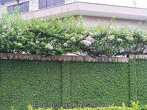 ściana z roślinami i kwiatami