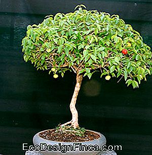 bonsai pitanga