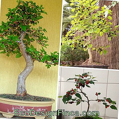 Bramble bonsai