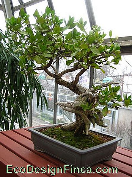bonsai se formează