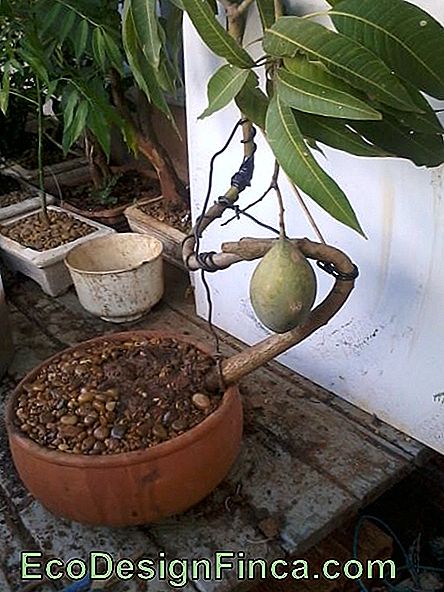 mini mango arbore