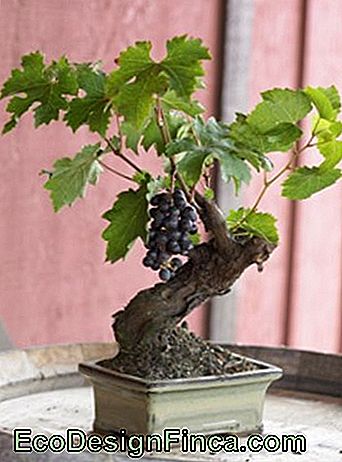 struguri de bonsai