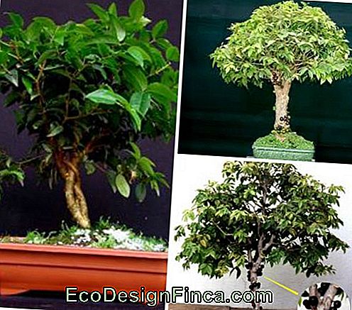 jabuticaba bonsai