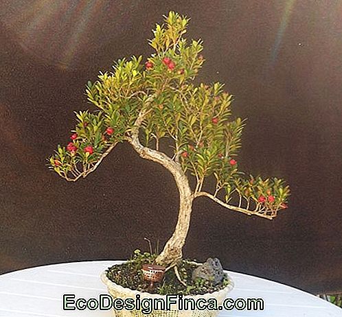 Cherry bonsai
