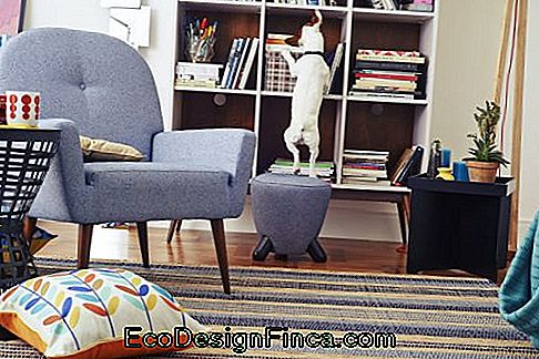 Small Room Armchair - The 75 Best Models for Your Room!: models