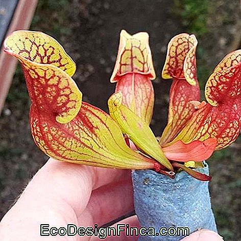 Sarracenia Purpurea