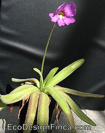 Pinguicula Afrodite