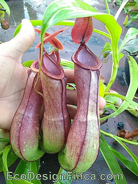 Pinguicula Afrodite