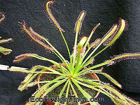 Drosera