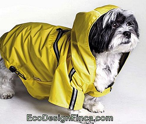 Piccolo cane che indossa un impermeabile giallo
