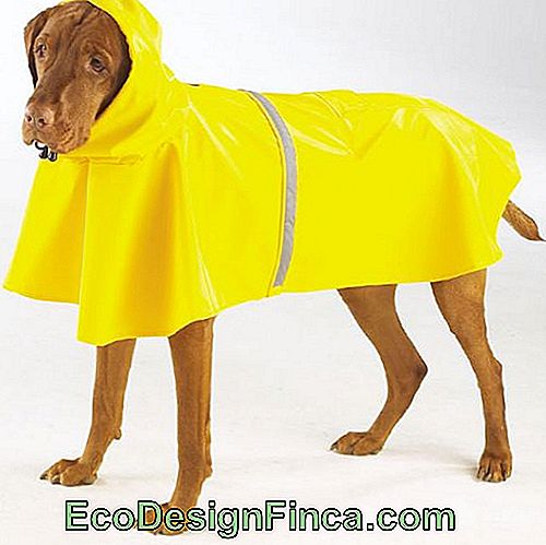 Grande cane che indossa un impermeabile giallo con cappuccio
