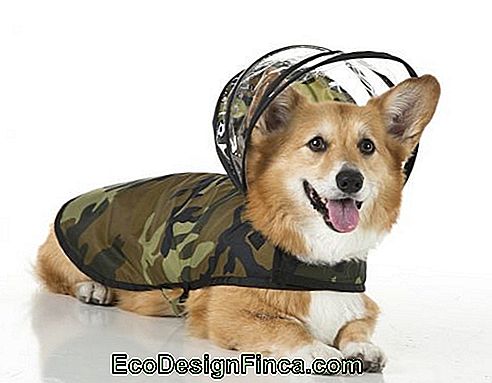 Cane seduto con la lingua fuori indossa un impermeabile mimetizzato con cappuccio