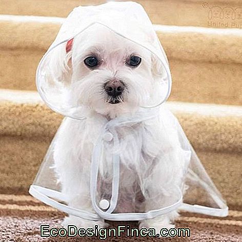Piccolo cane seduto guardando indossando un impermeabile trasparente